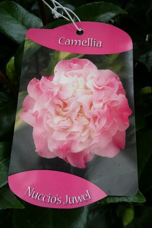 Camellia Japonica - Bruchfield Yellow