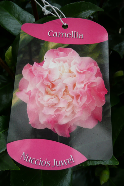 Camellia Japonica - Bruchfield Yellow