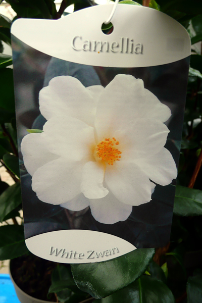 Camellia Japonica - White Zwan