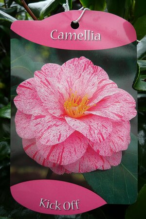 Camellia Japonica - Kick Off