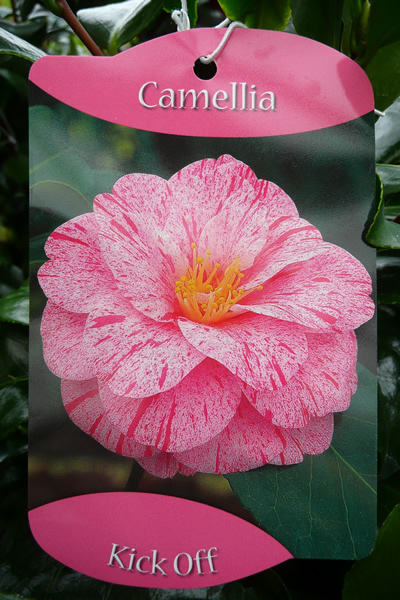 Camellia Japonica - Kick Off