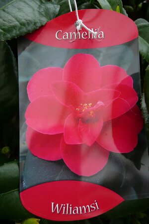 Camellia Japonica - Wiliamsi
