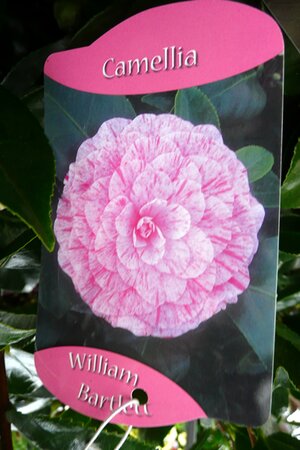 Camellia Japonica - William Bartlett
