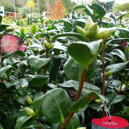 Camellia Japonica - photo taken 10/10/2025 at AGC Boyle