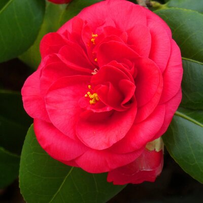 Camellia 'Lady Cambell' (3L pot)