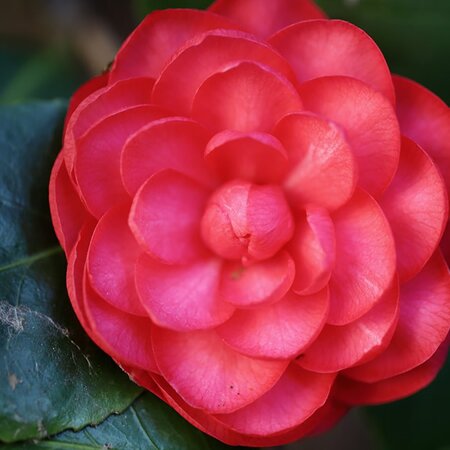 Camellia 'Princip. Baciocchi' (3L pot)