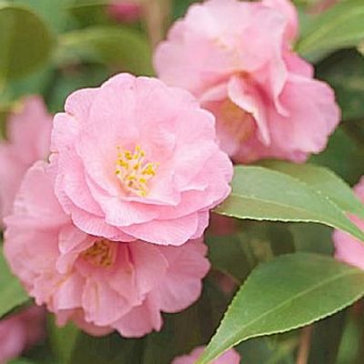 Camellia jap. Spring Festival - Image by Chesna from Pixabay 