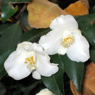 Camellia Transnokoensis  - Photo by 阿橋 HQ (CC BY-SA 2.0)