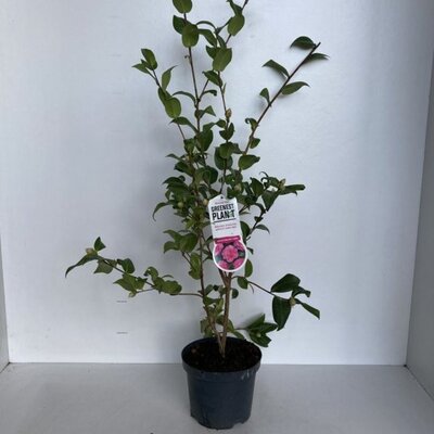 Camellia 'Debbie' - Image courtesy of Pannebakker