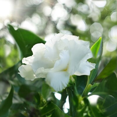 Camellia 'Winter Perfume Pearl' (15cm pot) - image 2