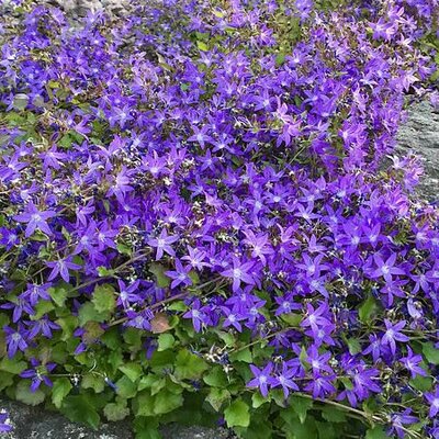 Campanula adansa purple - Photo by 	Femme Fatale (CC BY-SA 4.0)