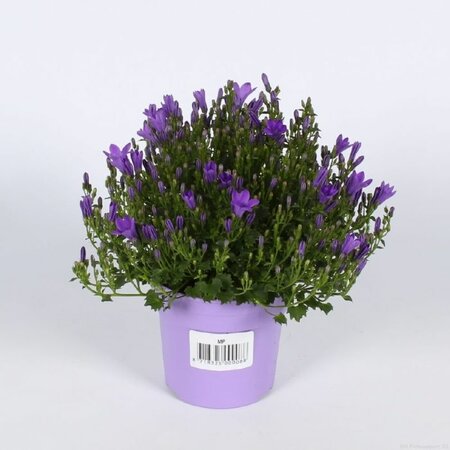Campanula "Ambella® Intense Purple" 10.5cm Standard Pot - Image courtesy of Pannebakker