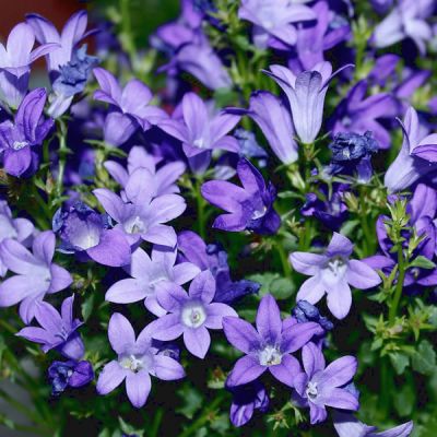 Campanula "Birch Hybrid" - Image by _Alicja_ from Pixabay 