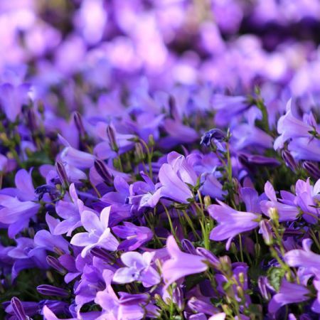 Campanula “Catharina” - Image by armennano from Pixabay 