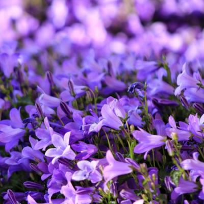Campanula “Catharina” - Image by armennano from Pixabay 