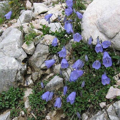 Campanula cochlearifolia Blue - Photo by TeunSpaans (GFDL)