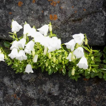 Campanula cochlearifolia White - Photo by Prodige2017 (CC BY-SA 4.0)