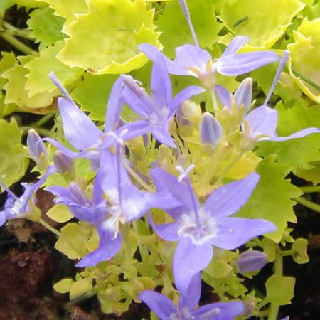 Campanula garg. 'Dickson's Gold - Photo by Ghislain118 (GFDL)