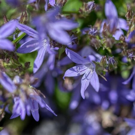 Campanula 'Filigree Blue' - Image by Gabriele Lässer from Pixabay