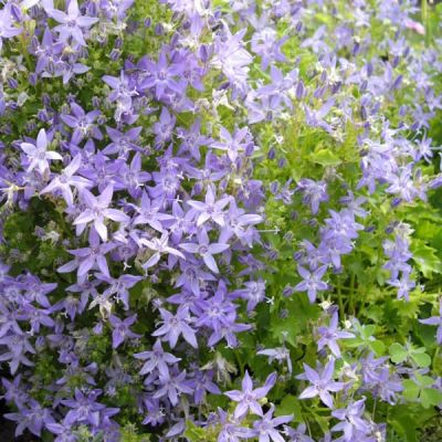 Campanula garganica - Photo by Ghislain118 (GFDL)