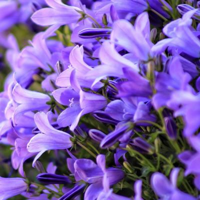 Campanula Genti Blue - Image by armennano from Pixabay 