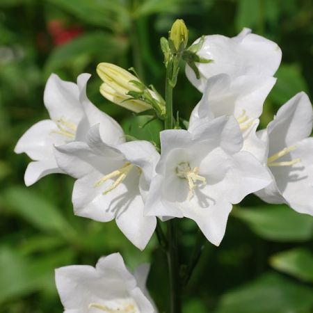 Campanula 'Genti White' - Image by Steve Bidmead from Pixabay 