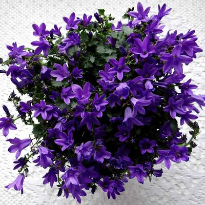 Campanula Intense Purple (10.5cm pot)