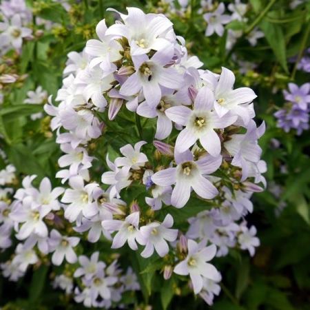 Campanula “Loddon Anna” - Photo by Rich Tea (CC BY-SA 2.0)