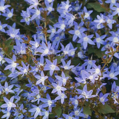 Campanula garg. "Major" - Image by Matthias Böckel from Pixabay