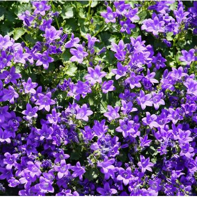 Campanula muralis - Image by jhenning of Pixabay