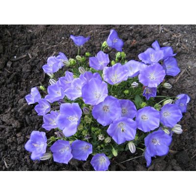 Campanula “Pearl Blue” - Photo by the1pony