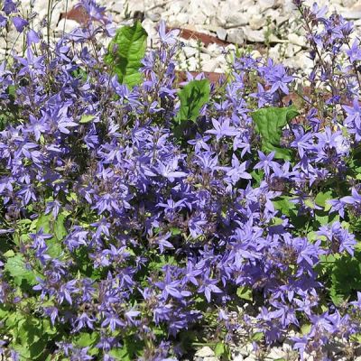 Campanula portenschlagiana - Photo by Kor!An (Андрей Корзун) (CC BY-SA 3.0)