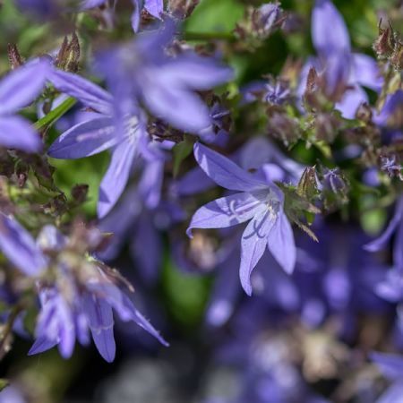 Campanula poscharskyana - Image by Gabriele Lässer from Pixabay 