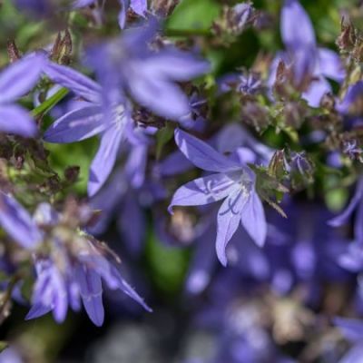 Campanula poscharskyana - Image by Gabriele Lässer from Pixabay 