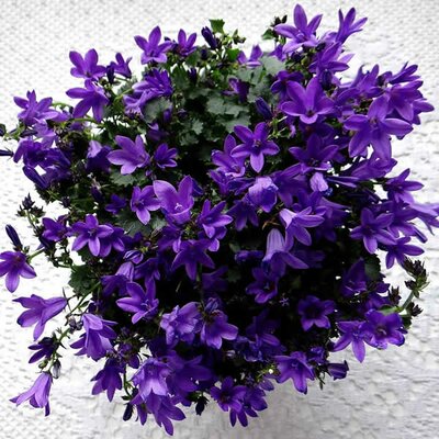 Campanula Purple (10.5cm pot)