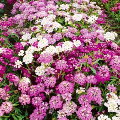 Candytuft Dwarf Fairy Mix