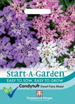 Candytuft “Dwarf Fairy” Mixed - image 1