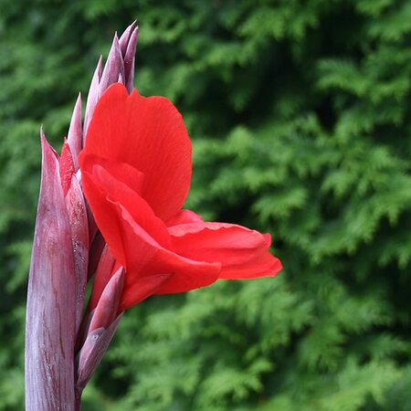 Canna 'Red Velvet' - Image by Twighlightzone from Pixabay 