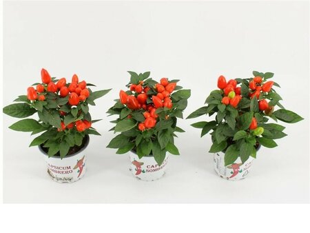 Capsicum 'Mambo Orange' - Image courtesy of Pannebakker