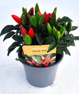 Capsicum 'Salsa Red' - Image courtesy of Ben Vista