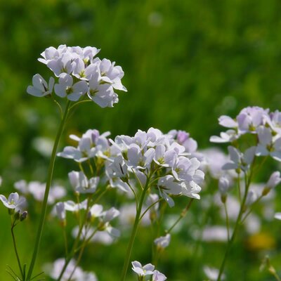 Cardamine pratensis 'Flore pleno' - Image courtesy of pxhere