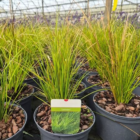Carex 'Lemon' - Image courtesy of Tully Nurseries