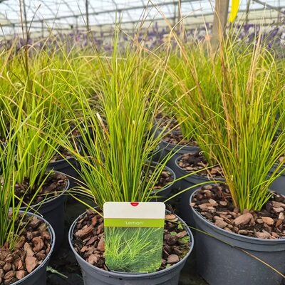 Carex 'Lemon' - Image courtesy of Tully Nurseries