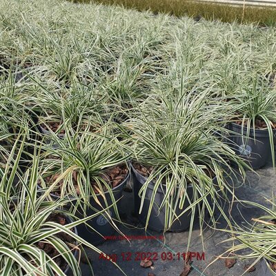 Carex 'Everest' - Image Courtesy of Tully Nursery