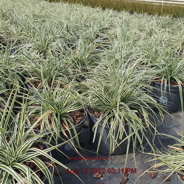 Carex Everest 3L pot Ardcarne Garden Centre Roscommon Boyle