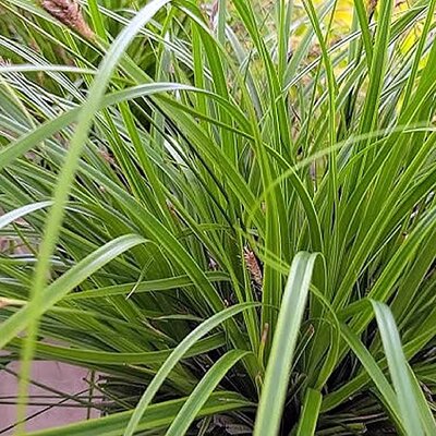 Carex 'Everlime' (2L pot)