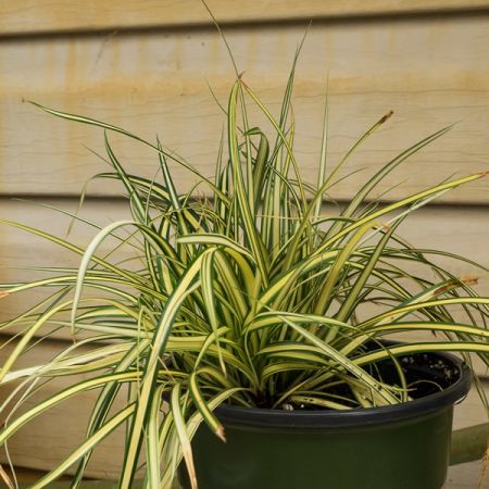 Carex Everoro - Photo by F. D. Richards (CC BY-SA 2.0)
