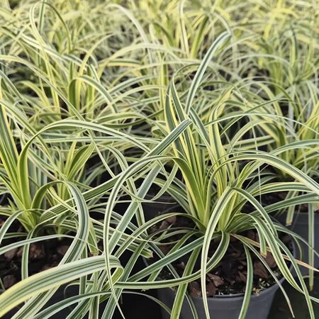 Carex morowii 'Feather Falls' (1L pot) - Image courtesy of Tully Nurseries