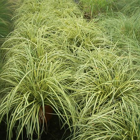 Carex Morrowii Evergold (1L pot)