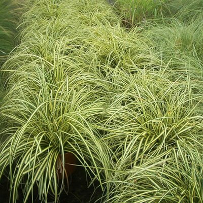 Carex Morrowii Evergold (1L pot)